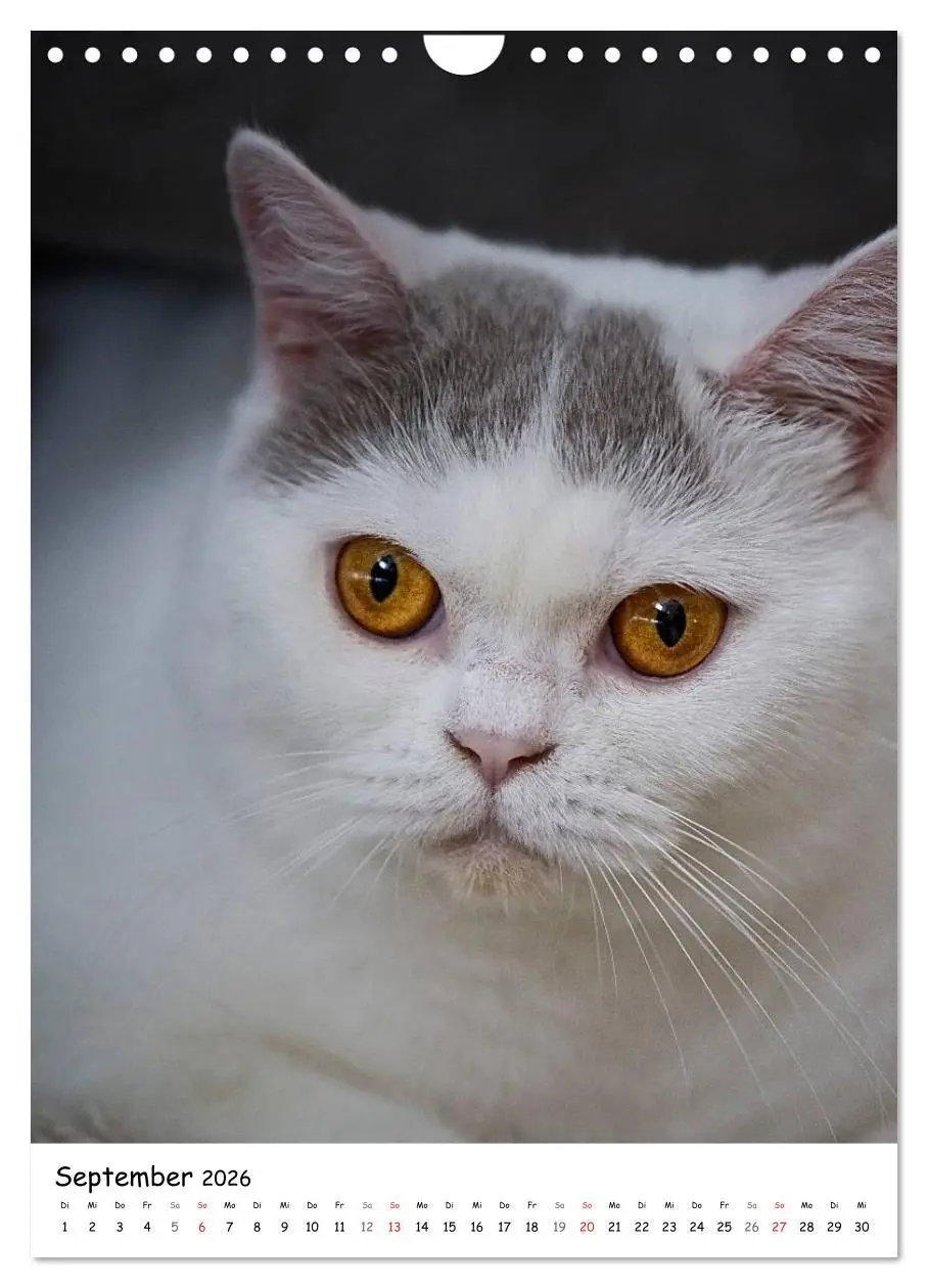 Bild: 9783516468243 | Briten Bärchen - Britisch Kurzhaar 2026 (Wandkalender 2026 DIN A4...