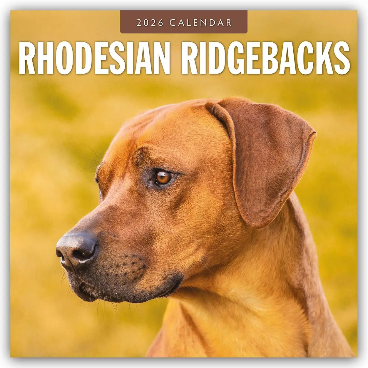 Cover: 9781804428443 | Rhodesian Ridgebacks 2026 Square Wall Calendar | Red Robin | Buch