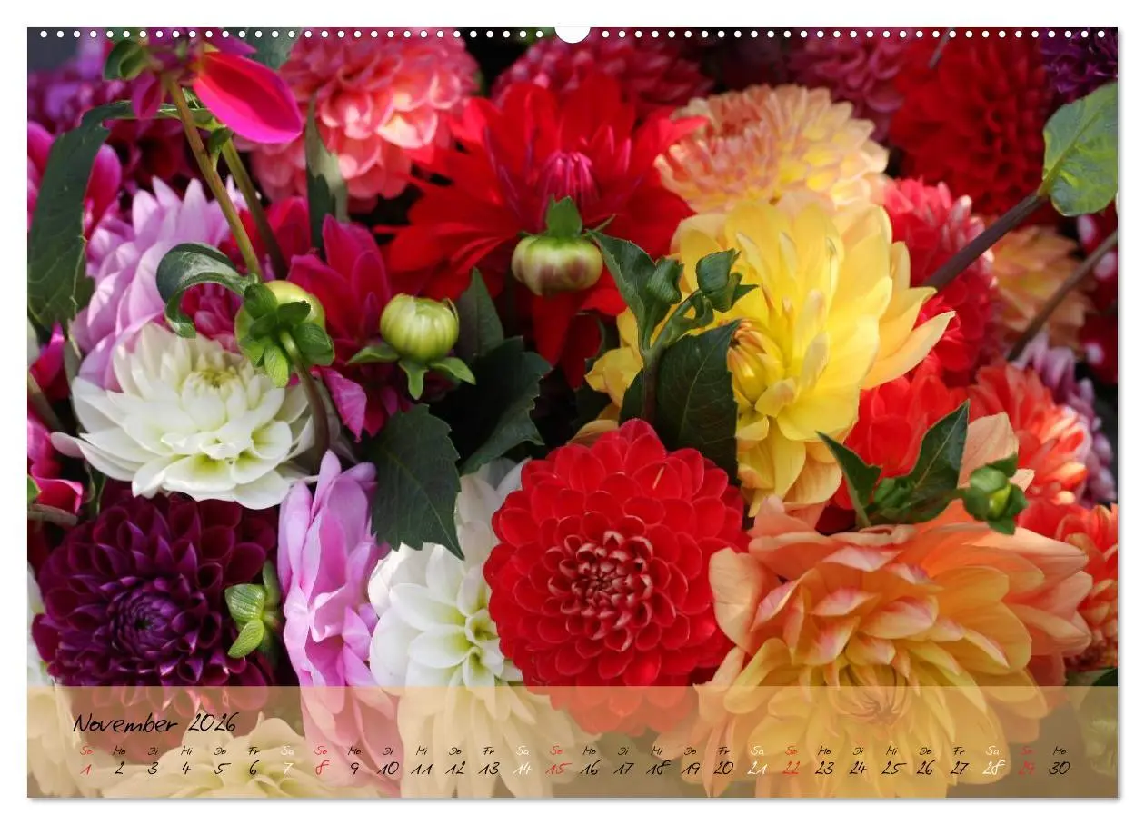 Bild: 9783516068443 | Blüten dicht an dicht (Wandkalender 2026 DIN A2 quer), CALVENDO...