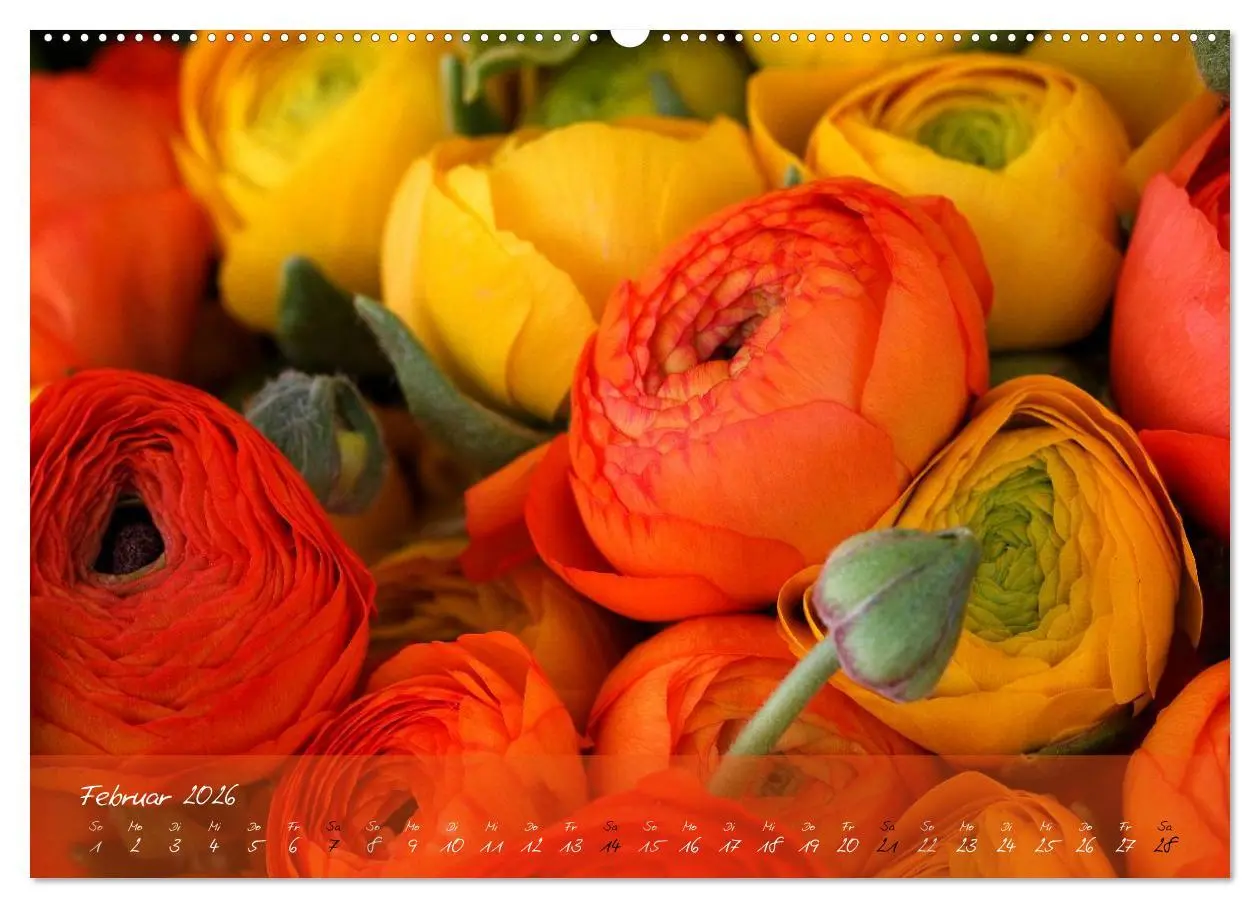 Bild: 9783516068443 | Blüten dicht an dicht (Wandkalender 2026 DIN A2 quer), CALVENDO...