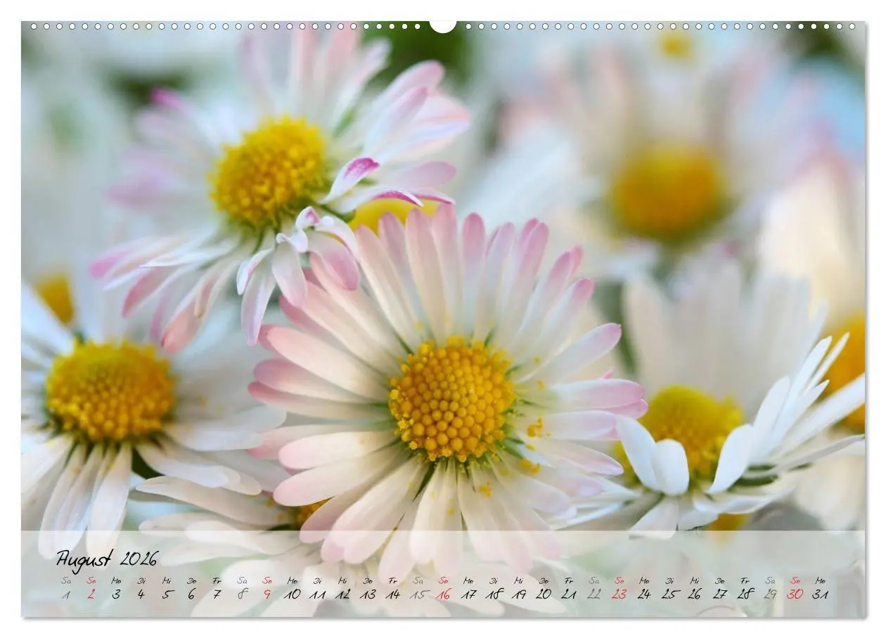Bild: 9783516068443 | Blüten dicht an dicht (Wandkalender 2026 DIN A2 quer), CALVENDO...