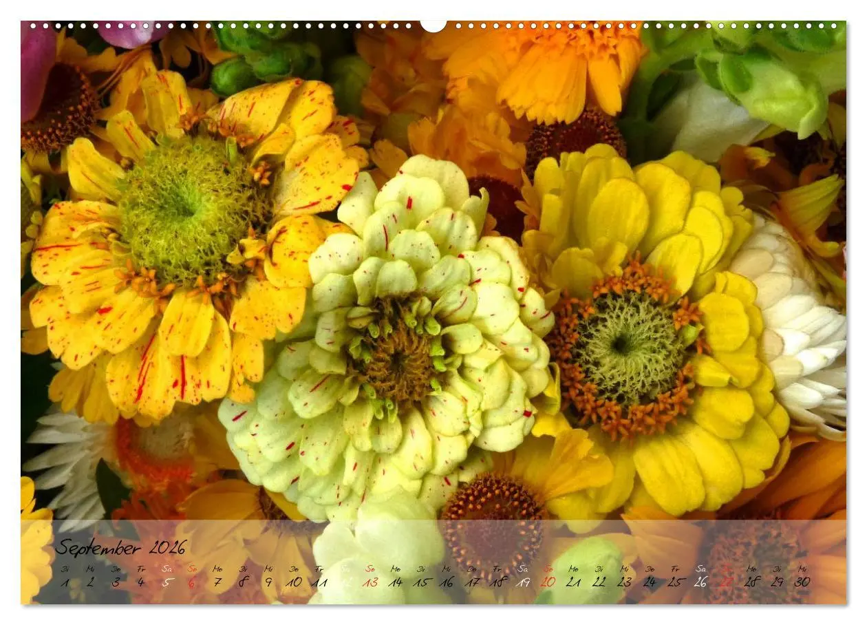 Bild: 9783516068443 | Blüten dicht an dicht (Wandkalender 2026 DIN A2 quer), CALVENDO...