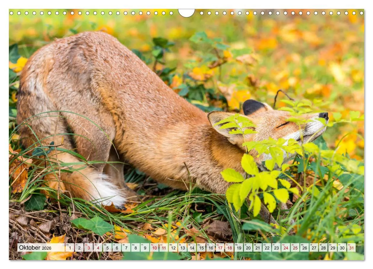 Bild: 9783457718643 | Popo-Kalender (Wandkalender 2026 DIN A3 quer), CALVENDO Monatskalender