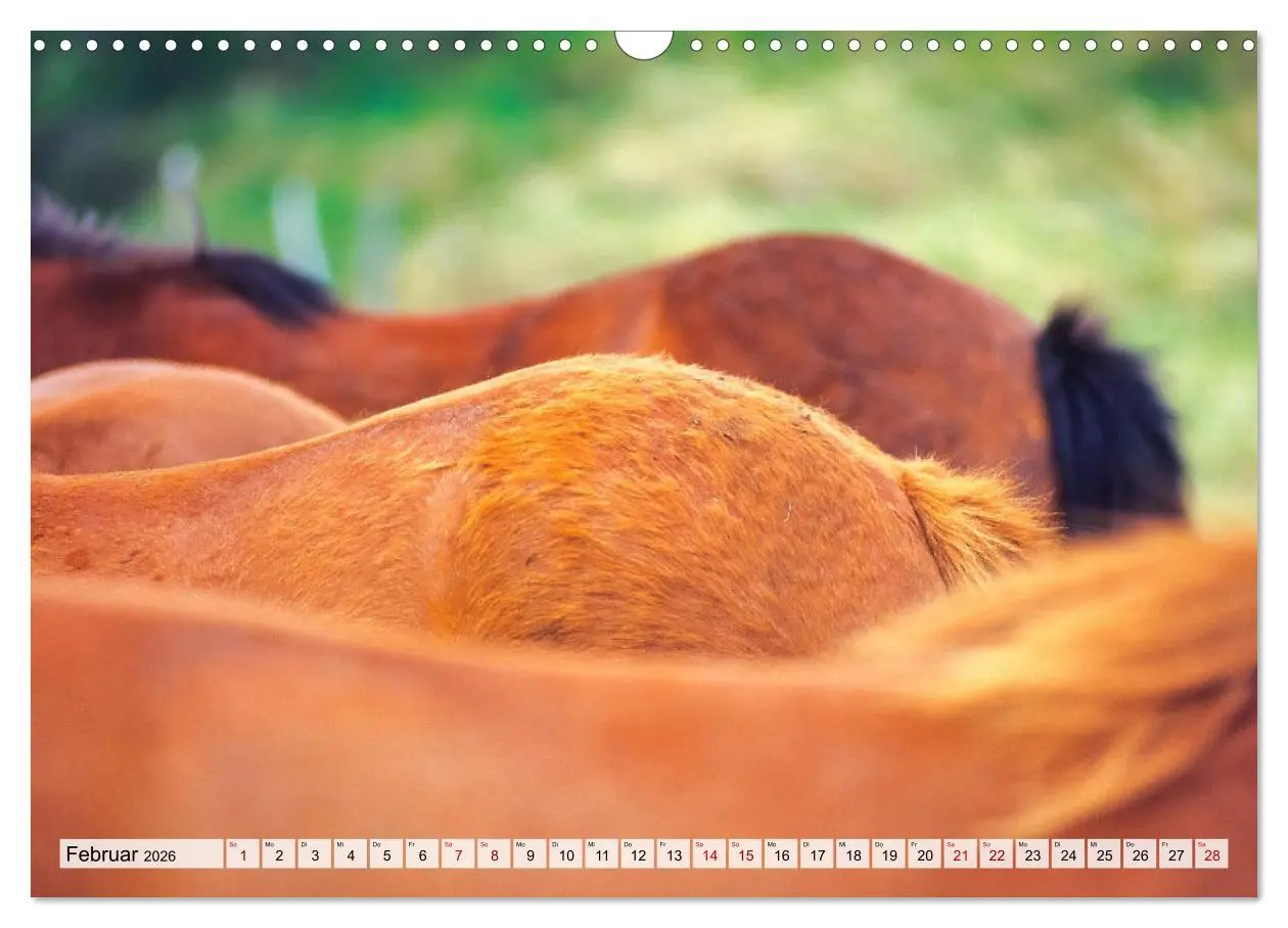 Bild: 9783457718643 | Popo-Kalender (Wandkalender 2026 DIN A3 quer), CALVENDO Monatskalender