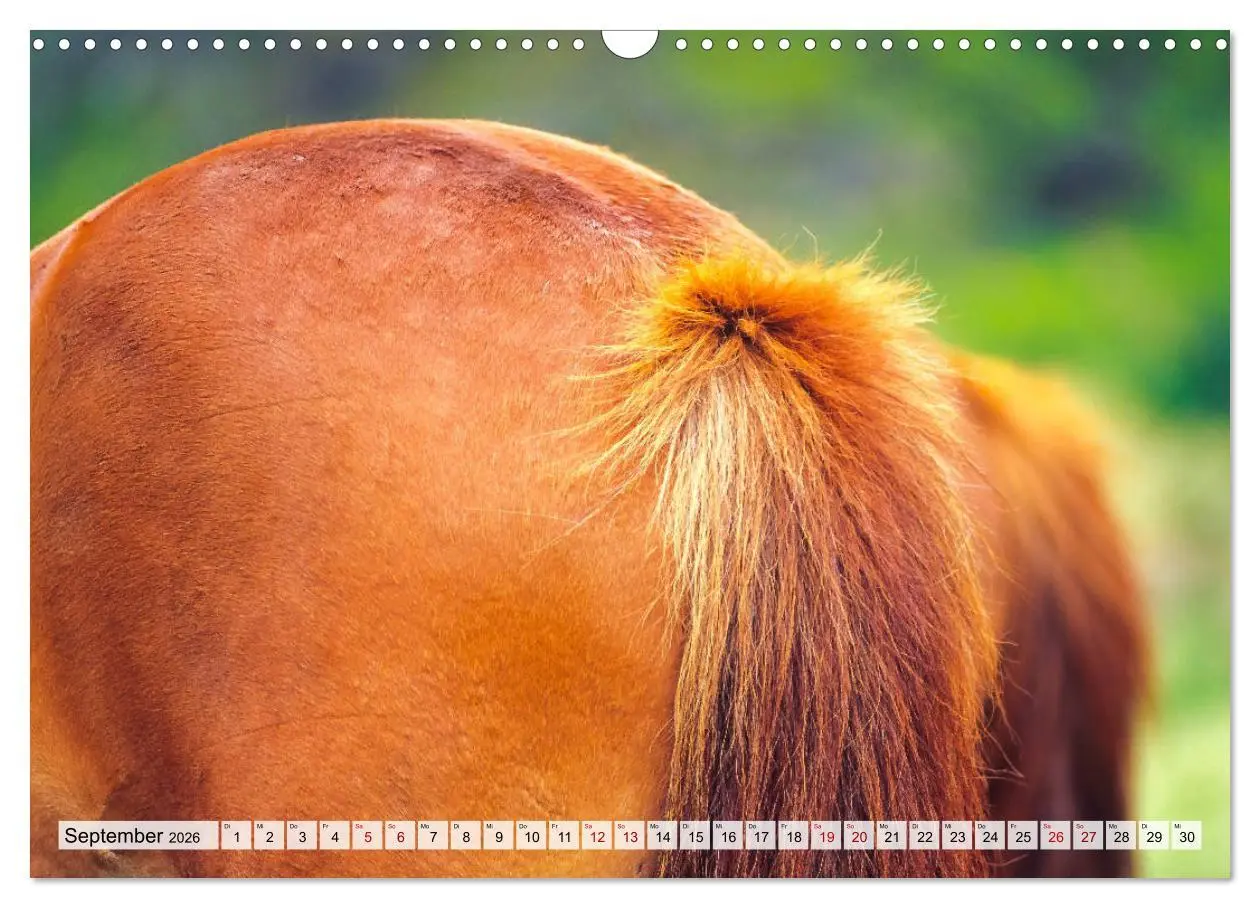 Bild: 9783457718643 | Popo-Kalender (Wandkalender 2026 DIN A3 quer), CALVENDO Monatskalender