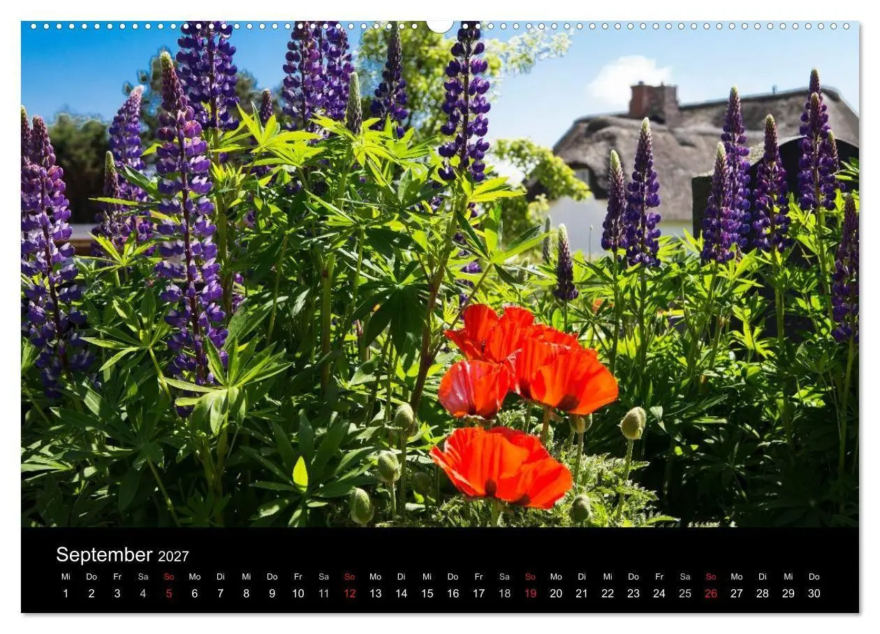 Bild: 9783594028643 | Amrumer Impressionen (Wandkalender 2027 DIN A2 quer), CALVENDO...