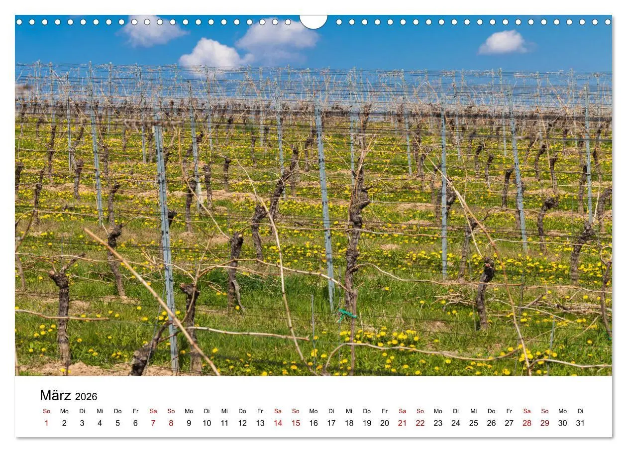 Bild: 9783457878743 | Weinkalender (Wandkalender 2026 DIN A3 quer), CALVENDO Monatskalender