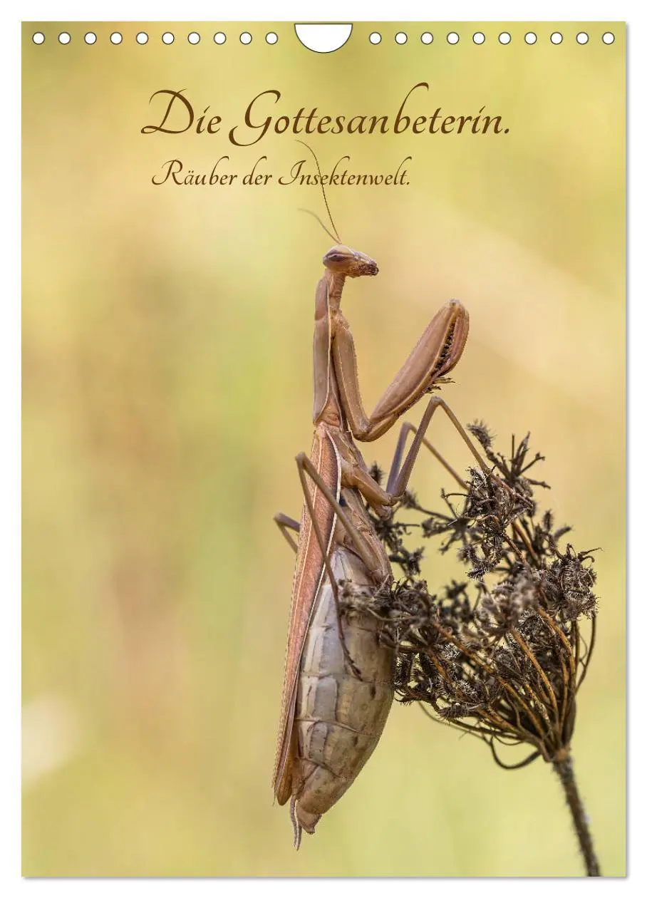 Cover: 9783516408843 | Die Gottesanbeterin. Räuber der Insektenwelt. (Wandkalender 2026...
