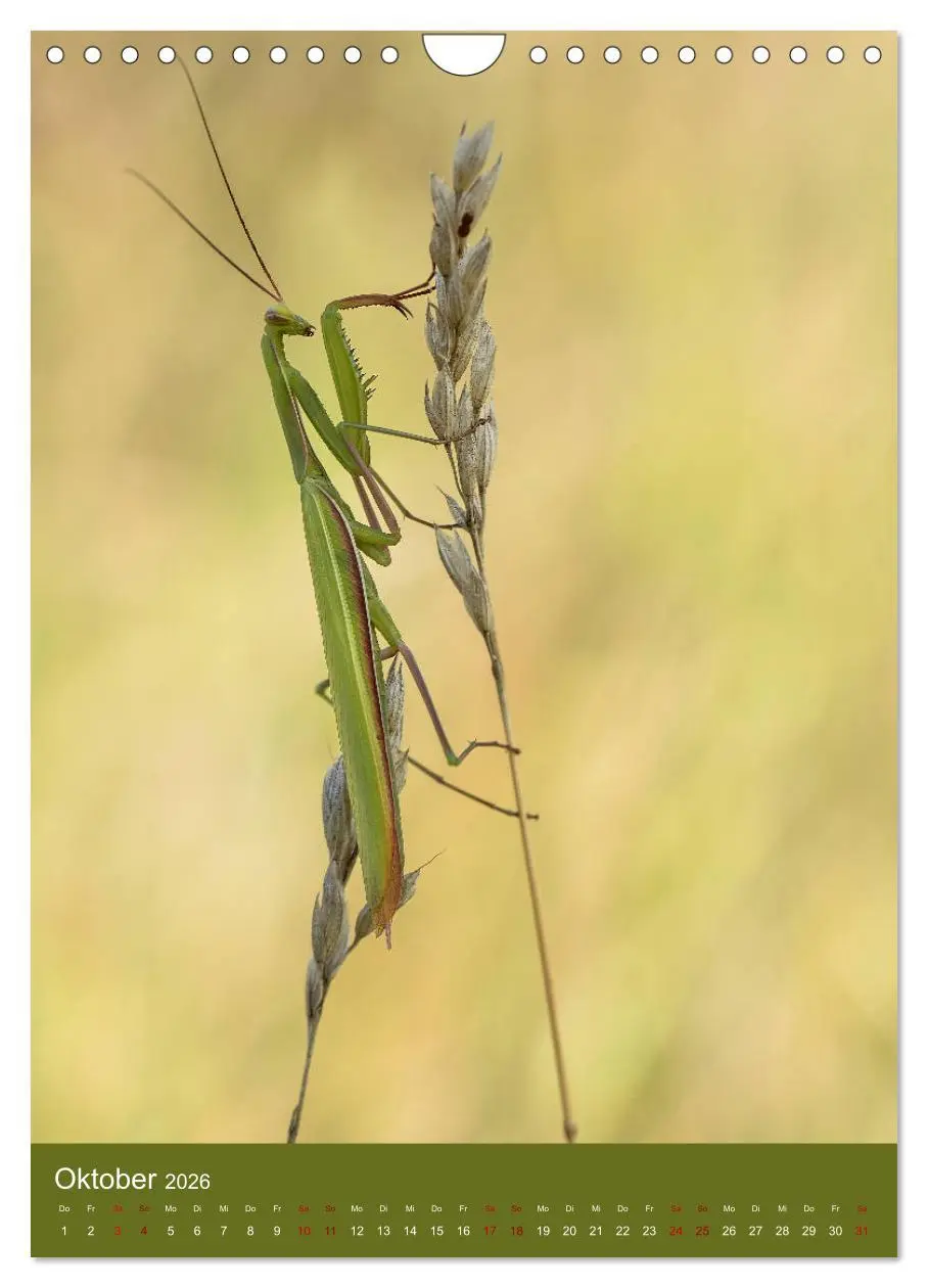 Bild: 9783516408843 | Die Gottesanbeterin. Räuber der Insektenwelt. (Wandkalender 2026...