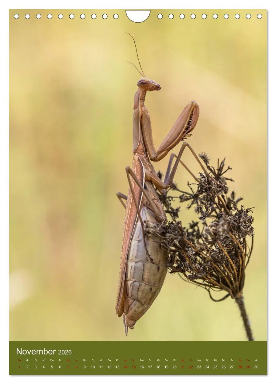 Bild: 9783516408843 | Die Gottesanbeterin. Räuber der Insektenwelt. (Wandkalender 2026...