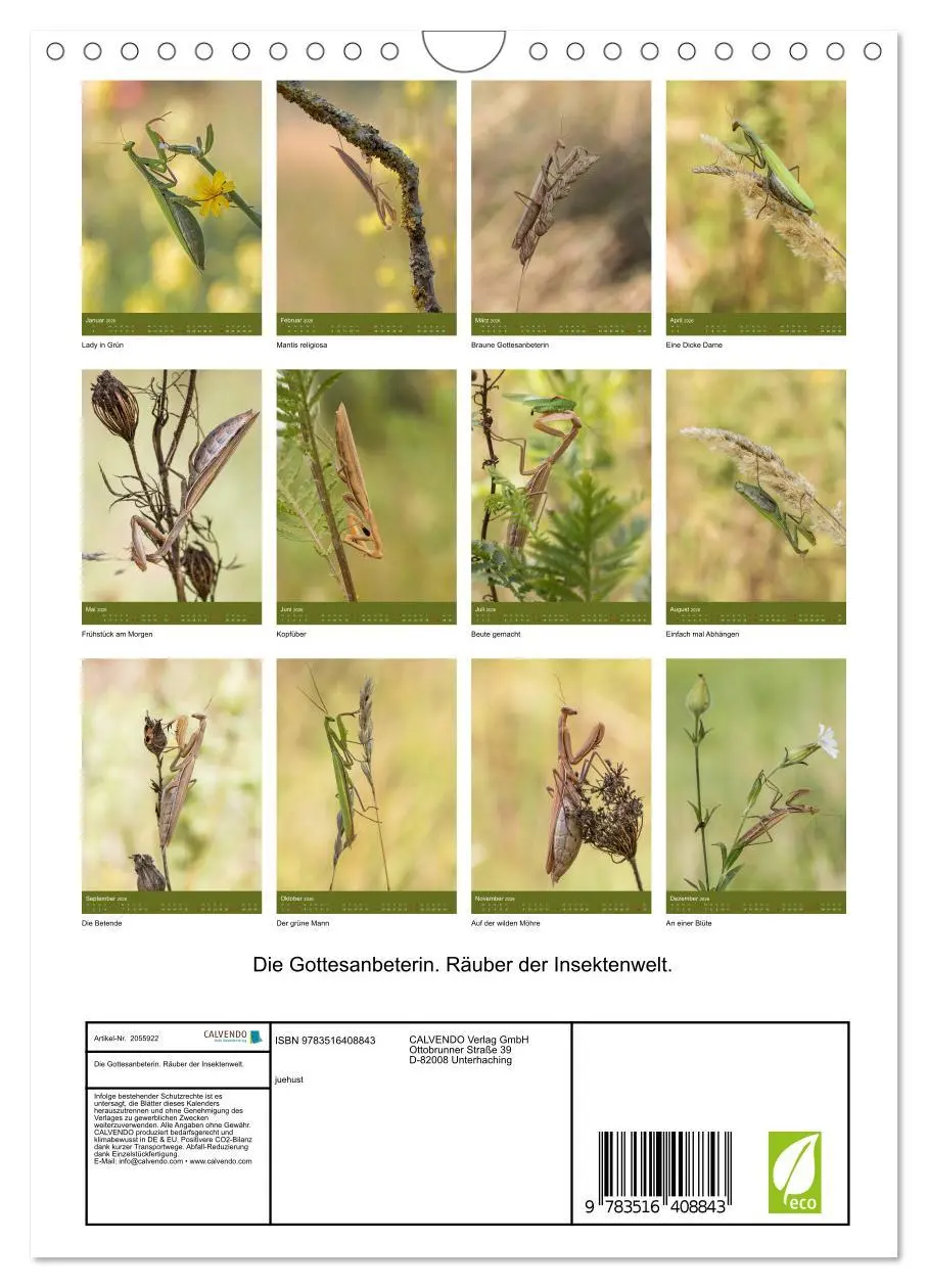 Bild: 9783516408843 | Die Gottesanbeterin. Räuber der Insektenwelt. (Wandkalender 2026...