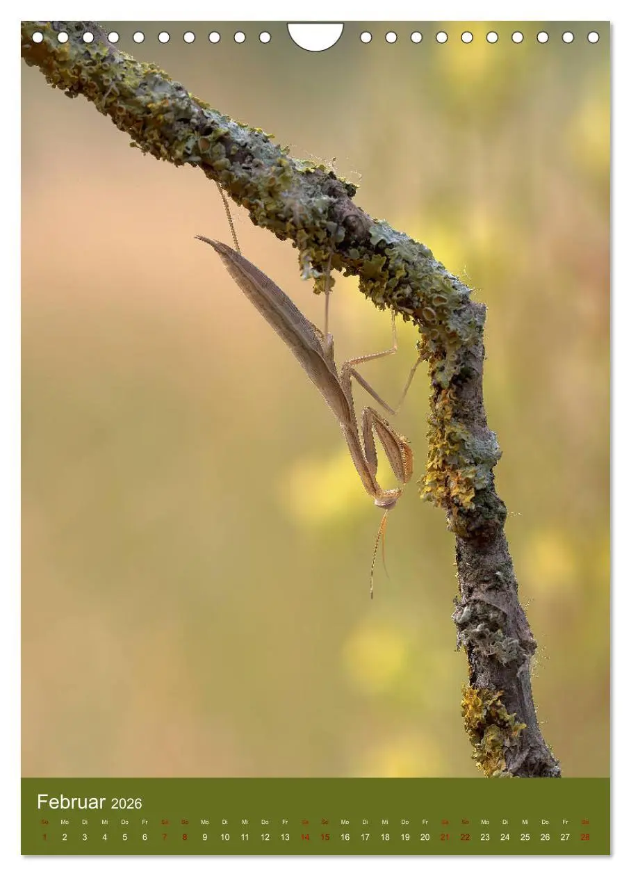 Bild: 9783516408843 | Die Gottesanbeterin. Räuber der Insektenwelt. (Wandkalender 2026...