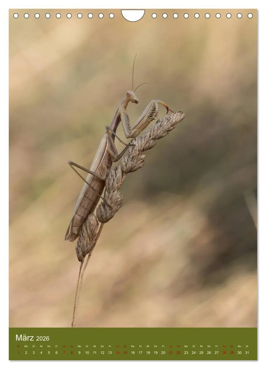 Bild: 9783516408843 | Die Gottesanbeterin. Räuber der Insektenwelt. (Wandkalender 2026...