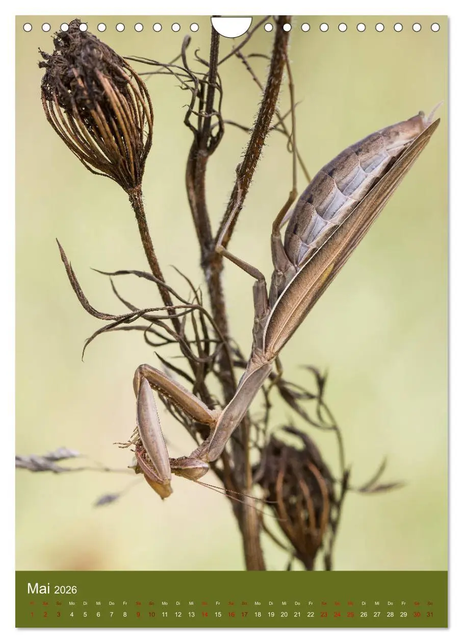 Bild: 9783516408843 | Die Gottesanbeterin. Räuber der Insektenwelt. (Wandkalender 2026...