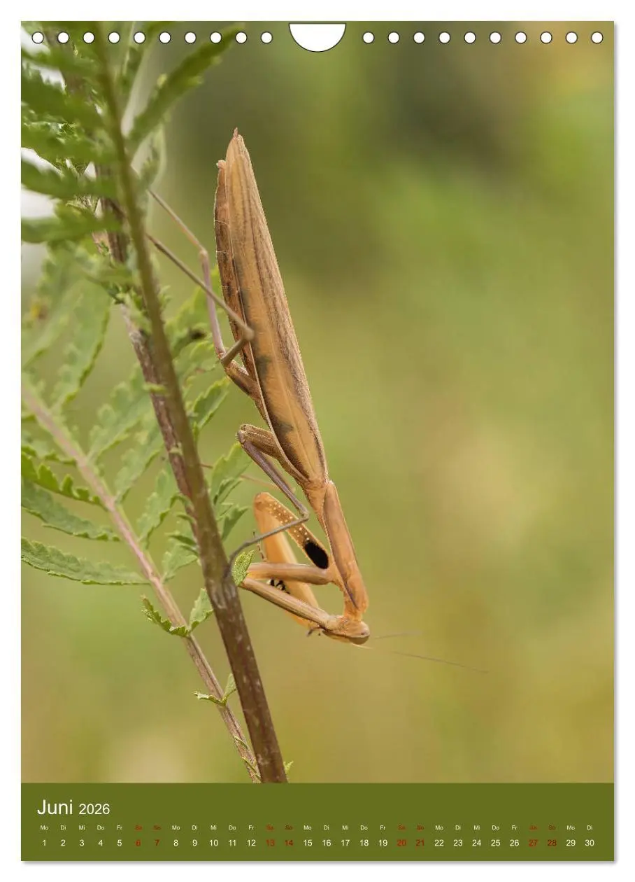 Bild: 9783516408843 | Die Gottesanbeterin. Räuber der Insektenwelt. (Wandkalender 2026...