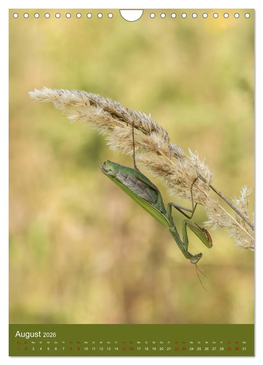 Bild: 9783516408843 | Die Gottesanbeterin. Räuber der Insektenwelt. (Wandkalender 2026...