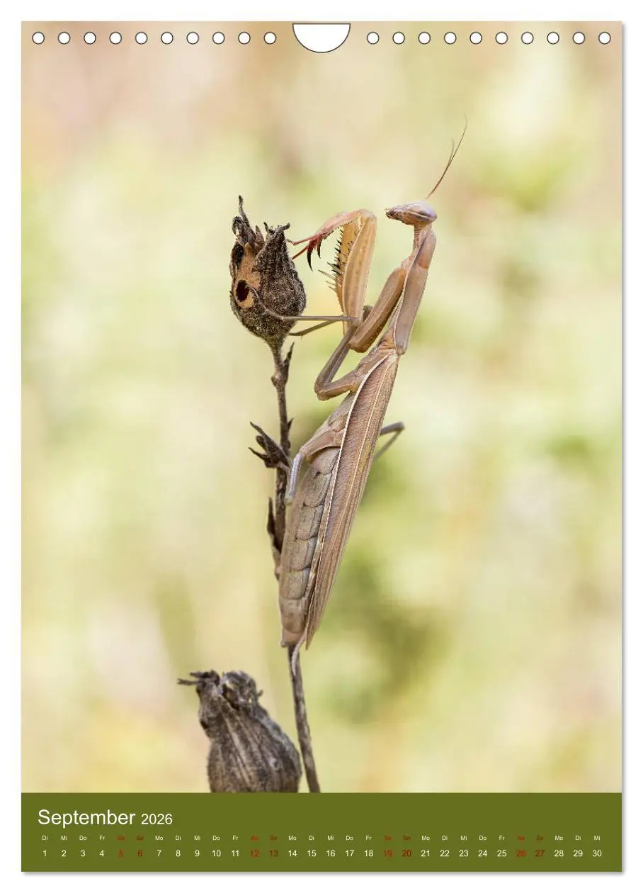 Bild: 9783516408843 | Die Gottesanbeterin. Räuber der Insektenwelt. (Wandkalender 2026...