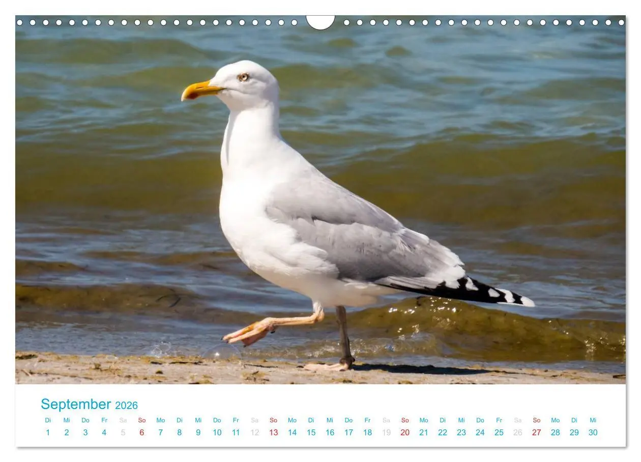 Bild: 9783516188943 | Der Darß Kalender (Wandkalender 2026 DIN A3 quer), CALVENDO...