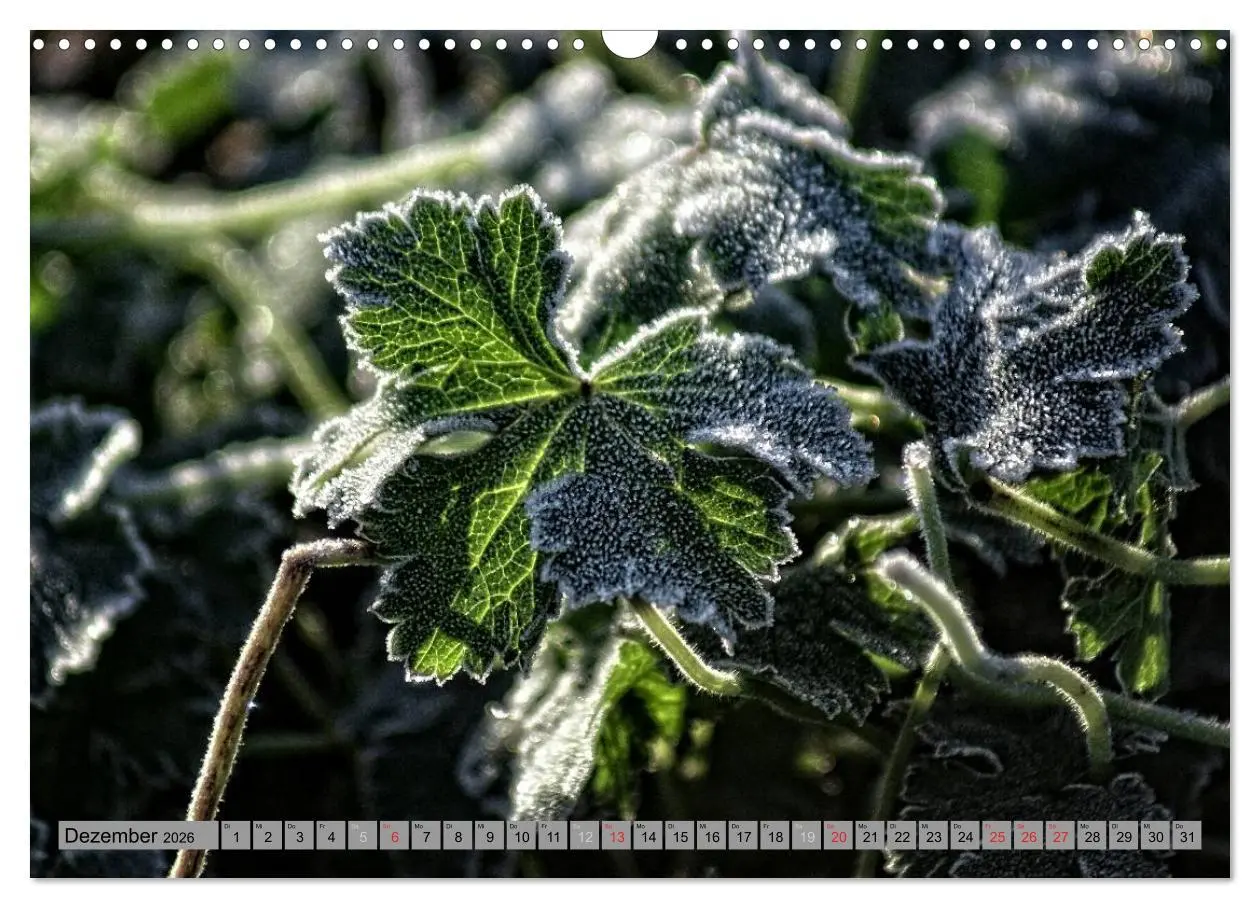 Bild: 9783457989043 | Spaziergang durch den Zauberwald (Wandkalender 2026 DIN A3 quer),...