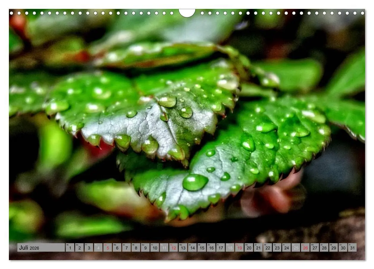 Bild: 9783457989043 | Spaziergang durch den Zauberwald (Wandkalender 2026 DIN A3 quer),...