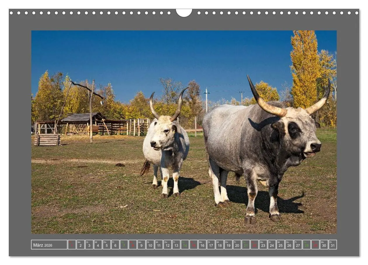 Bild: 9783516219043 | Ungarn - um den westlichen Balaton (Wandkalender 2026 DIN A3 quer),...