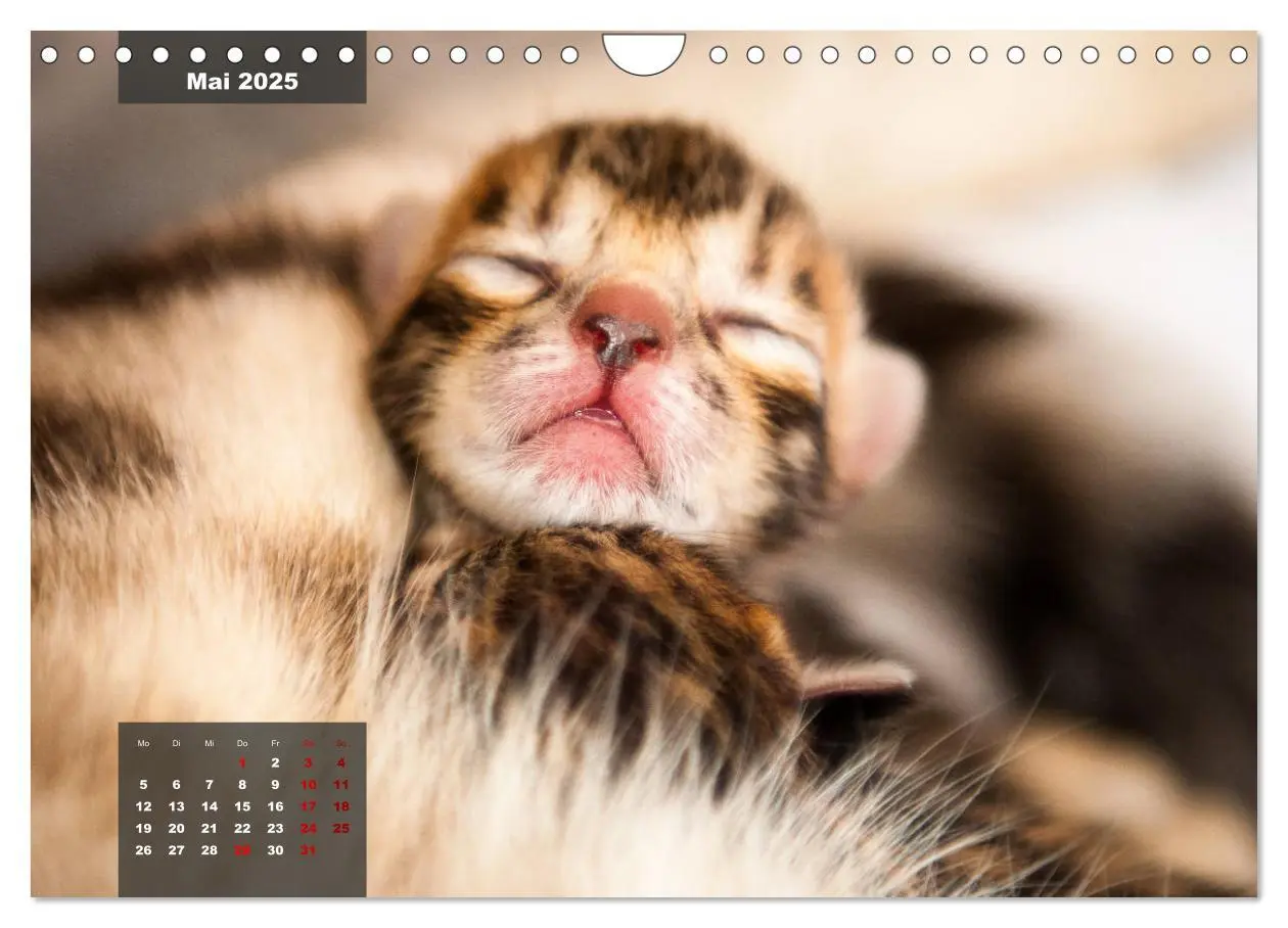 Bild: 9783435409143 | Bengal Kätzchen (Wandkalender 2025 DIN A4 quer), CALVENDO...