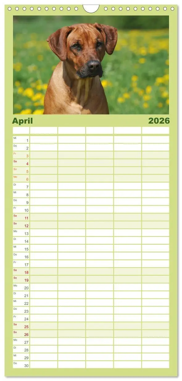 Bild: 9783516519143 | Familienplaner 2026 - Rhodesian Ridgeback 2026 mit 5 Spalten...