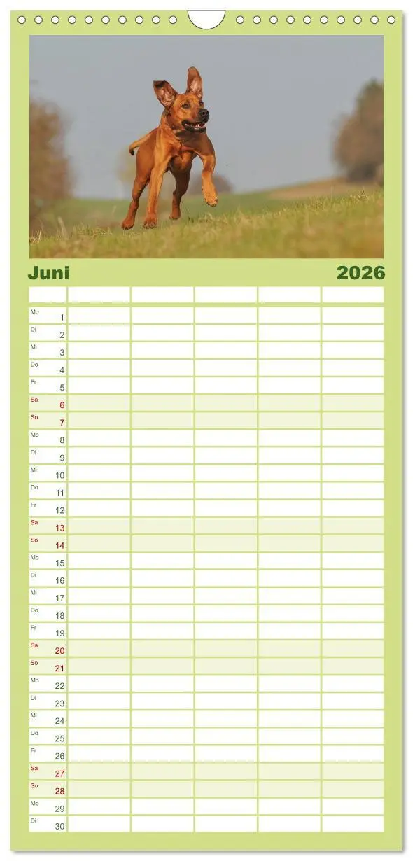 Bild: 9783516519143 | Familienplaner 2026 - Rhodesian Ridgeback 2026 mit 5 Spalten...