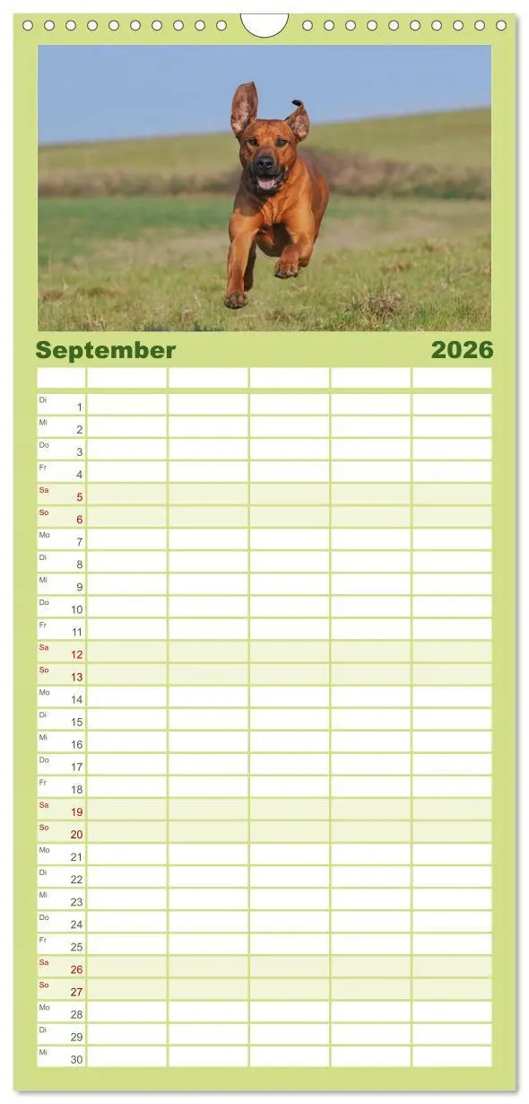 Bild: 9783516519143 | Familienplaner 2026 - Rhodesian Ridgeback 2026 mit 5 Spalten...