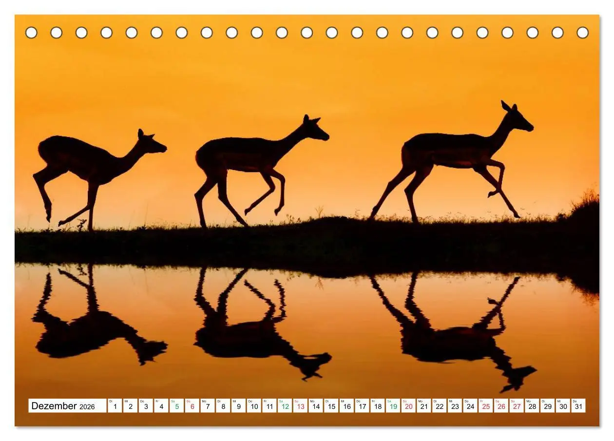 Bild: 9783516059243 | SÜDAFRIKA - Impressionen von der Garden Route (Tischkalender 2026...