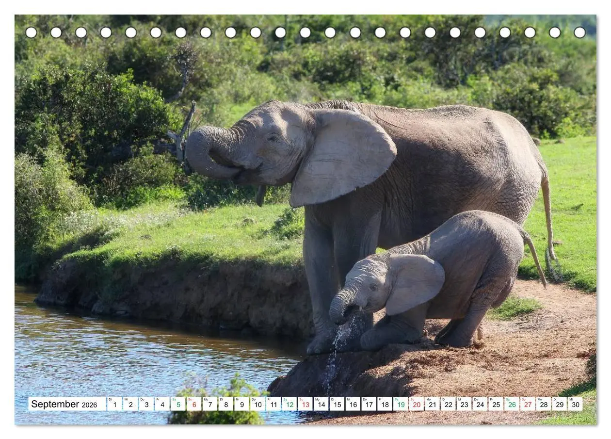 Bild: 9783516059243 | SÜDAFRIKA - Impressionen von der Garden Route (Tischkalender 2026...