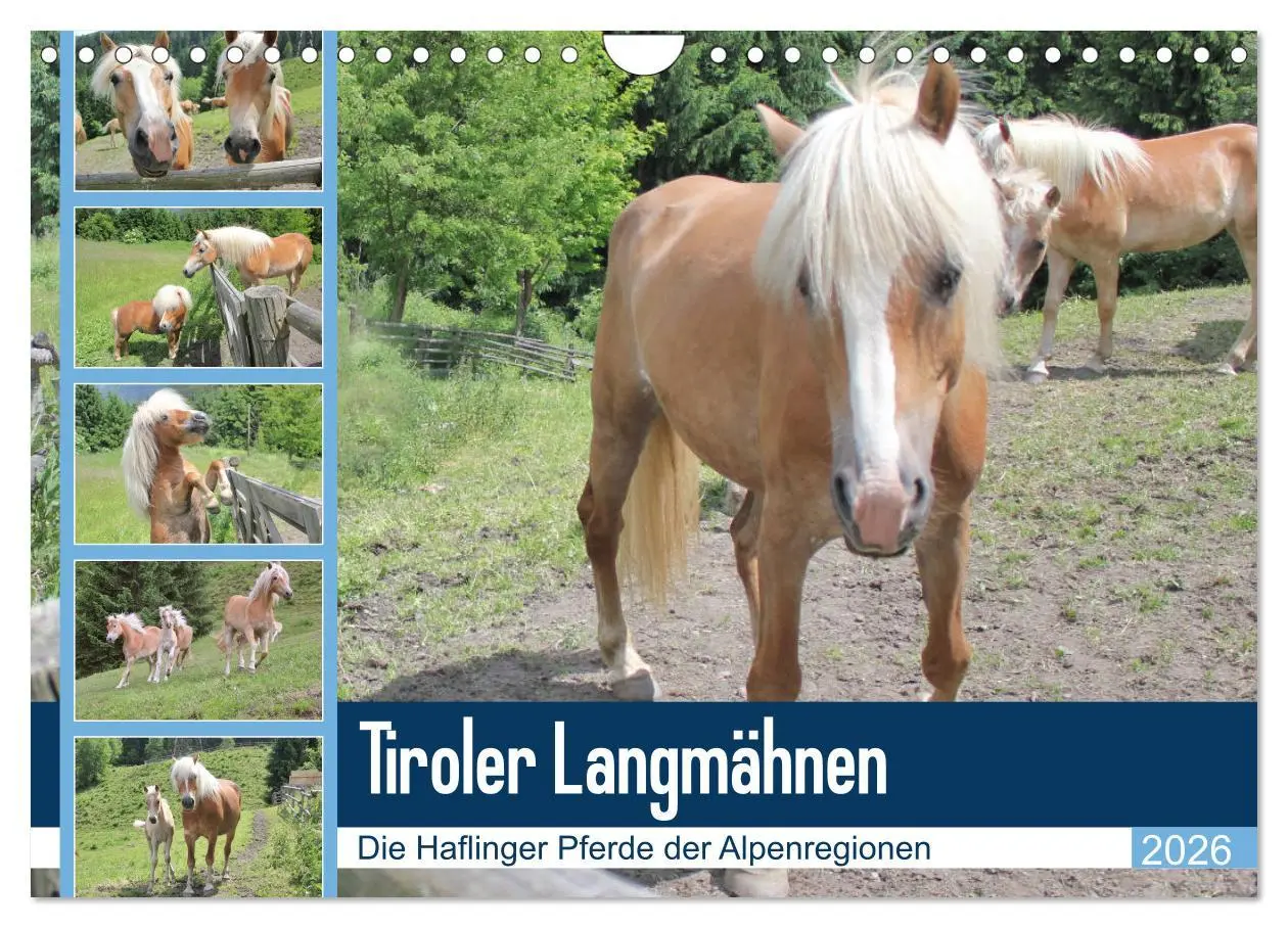 Cover: 9783457889343 | Tiroler Langmähnen (Wandkalender 2026 DIN A4 quer), CALVENDO...