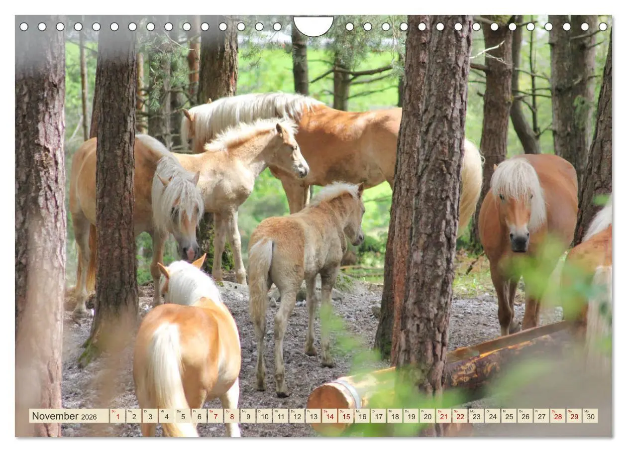 Bild: 9783457889343 | Tiroler Langmähnen (Wandkalender 2026 DIN A4 quer), CALVENDO...
