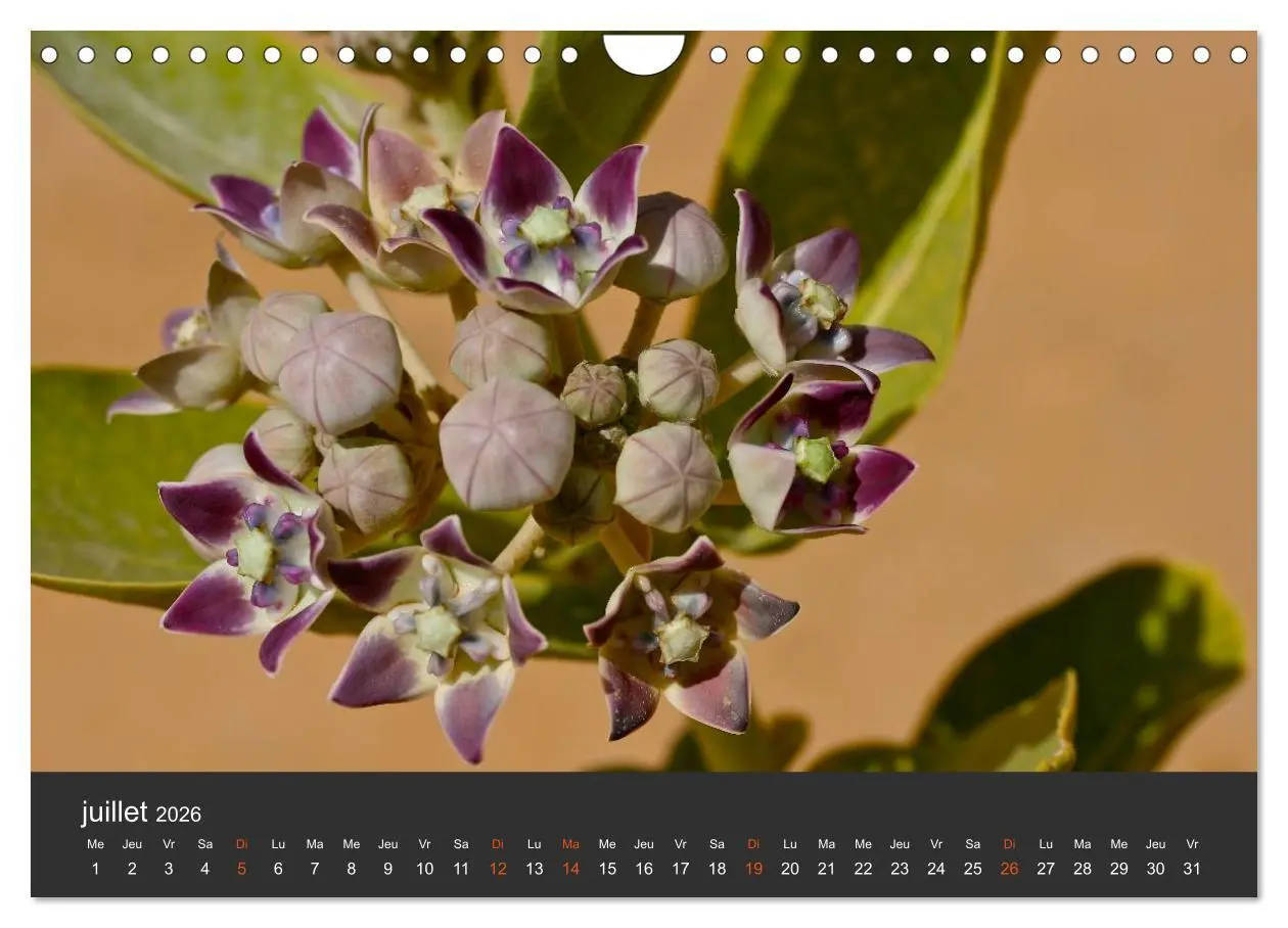 Bild: 9783516579543 | LE SAHARA L'Algérie du Sud (Calendrier mural 2026 DIN A4 vertical),...