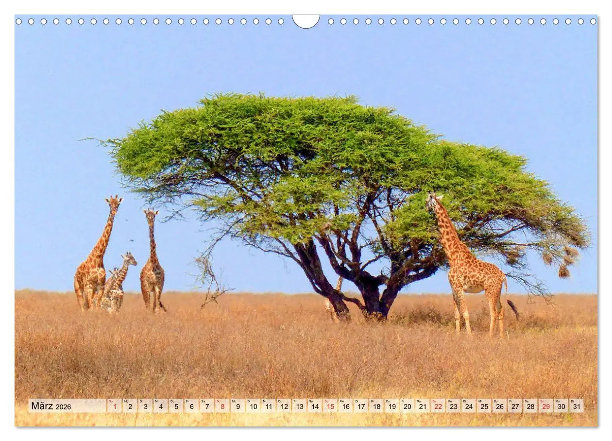 Bild: 9783457929643 | Tansania. Impressionen aus Ostafrika (Wandkalender 2026 DIN A3...
