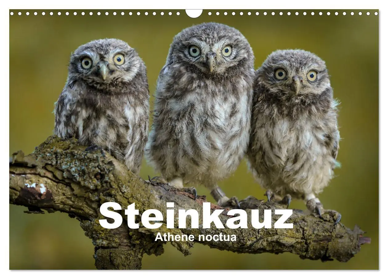 Cover: 9783435299843 | Steinkäuze (Athene noctua) (Wandkalender 2025 DIN A3 quer),...