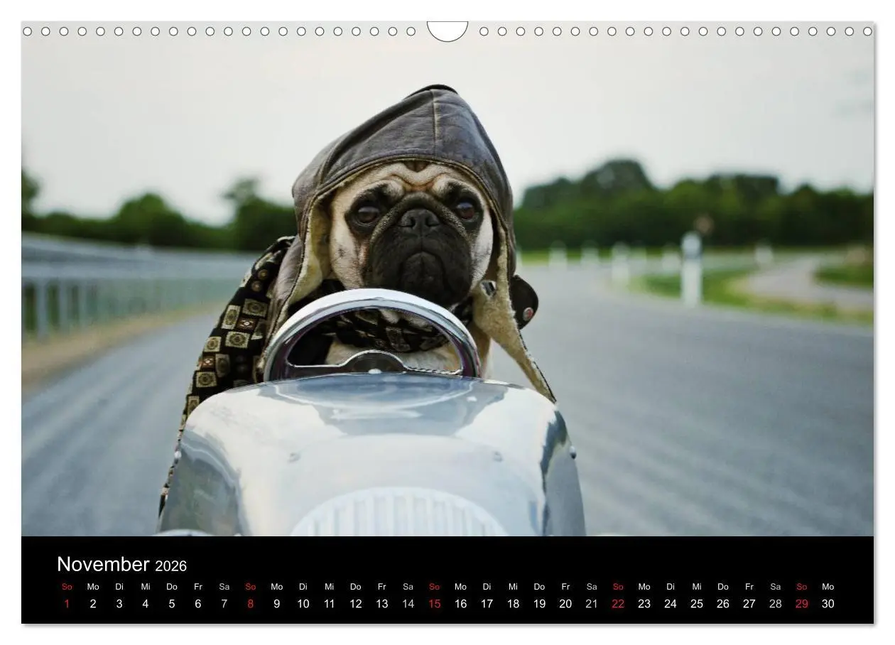 Bild: 9783516169843 | Der MOPS-Kalender (Wandkalender 2026 DIN A3 quer), CALVENDO...