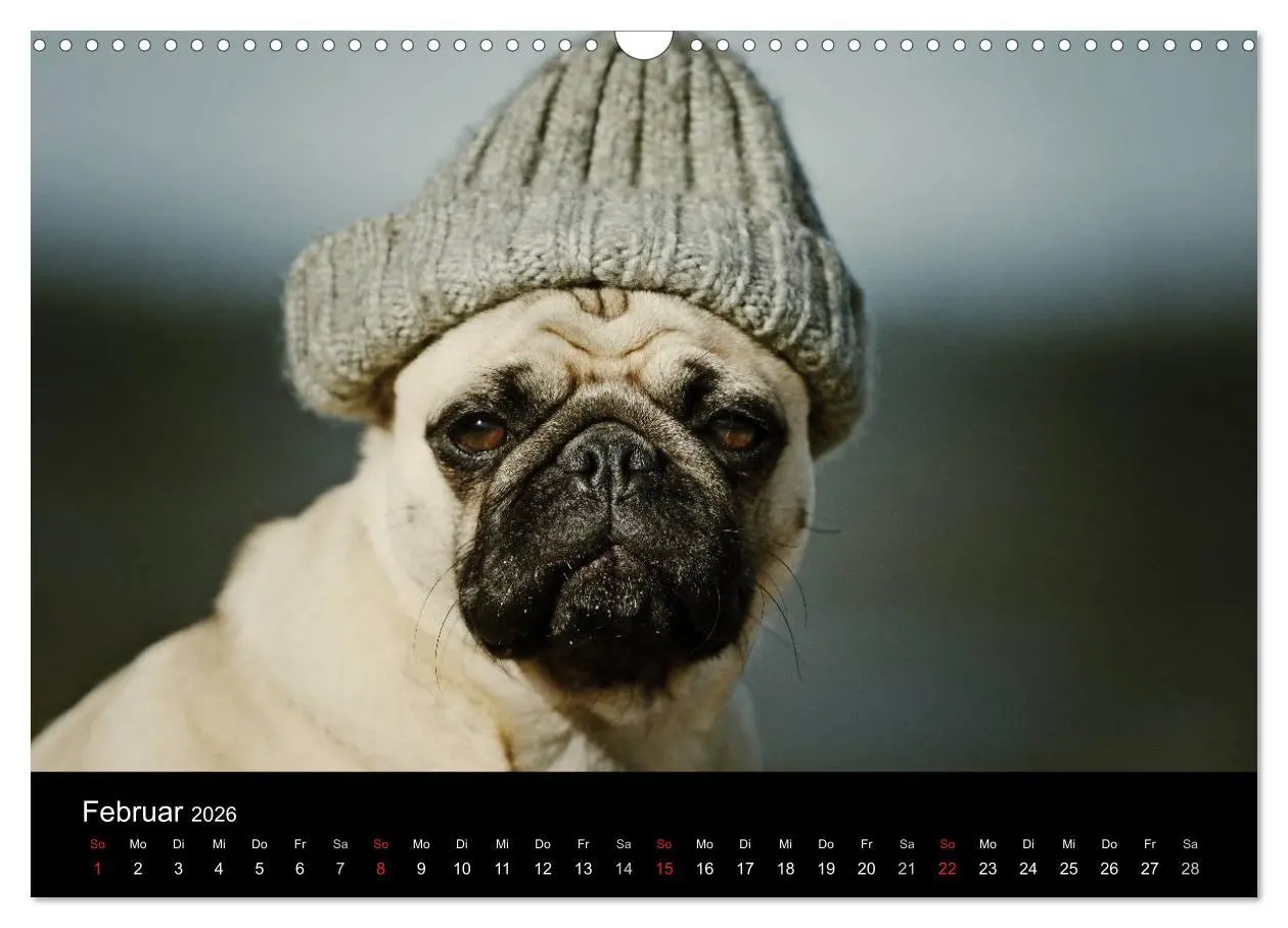 Bild: 9783516169843 | Der MOPS-Kalender (Wandkalender 2026 DIN A3 quer), CALVENDO...