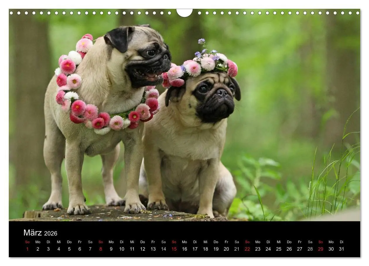 Bild: 9783516169843 | Der MOPS-Kalender (Wandkalender 2026 DIN A3 quer), CALVENDO...
