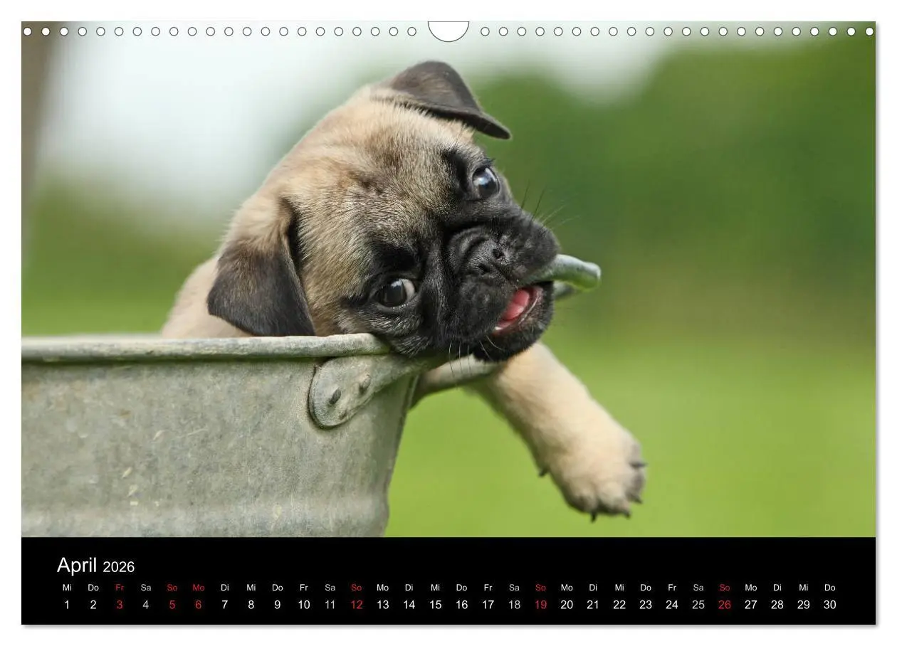 Bild: 9783516169843 | Der MOPS-Kalender (Wandkalender 2026 DIN A3 quer), CALVENDO...
