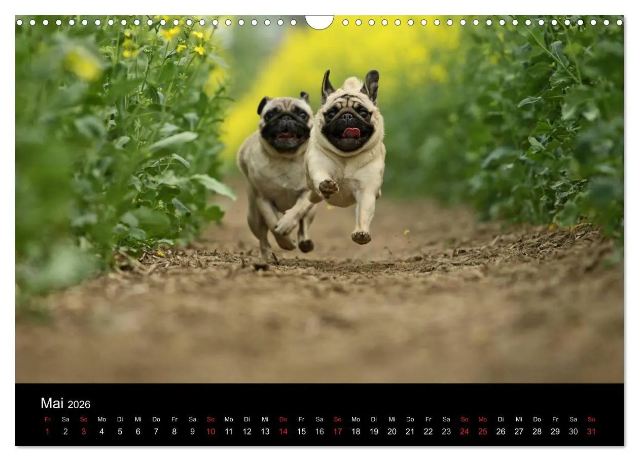 Bild: 9783516169843 | Der MOPS-Kalender (Wandkalender 2026 DIN A3 quer), CALVENDO...