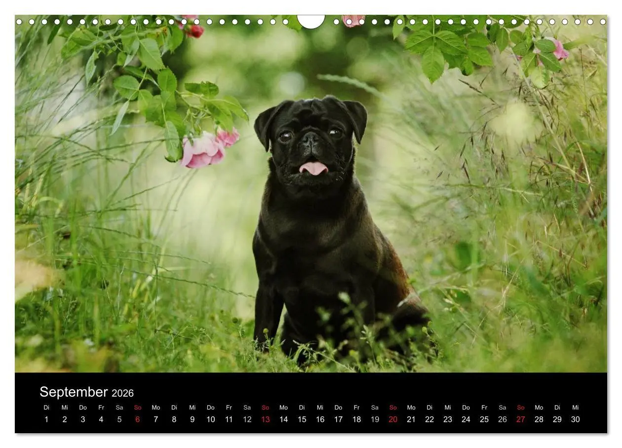 Bild: 9783516169843 | Der MOPS-Kalender (Wandkalender 2026 DIN A3 quer), CALVENDO...