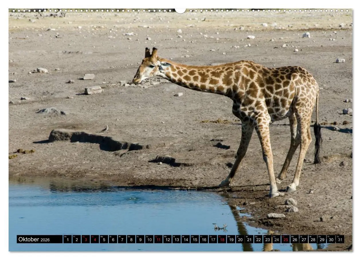 Bild: 9783516239843 | Faszination Namibia (Wandkalender 2026 DIN A2 quer), CALVENDO...