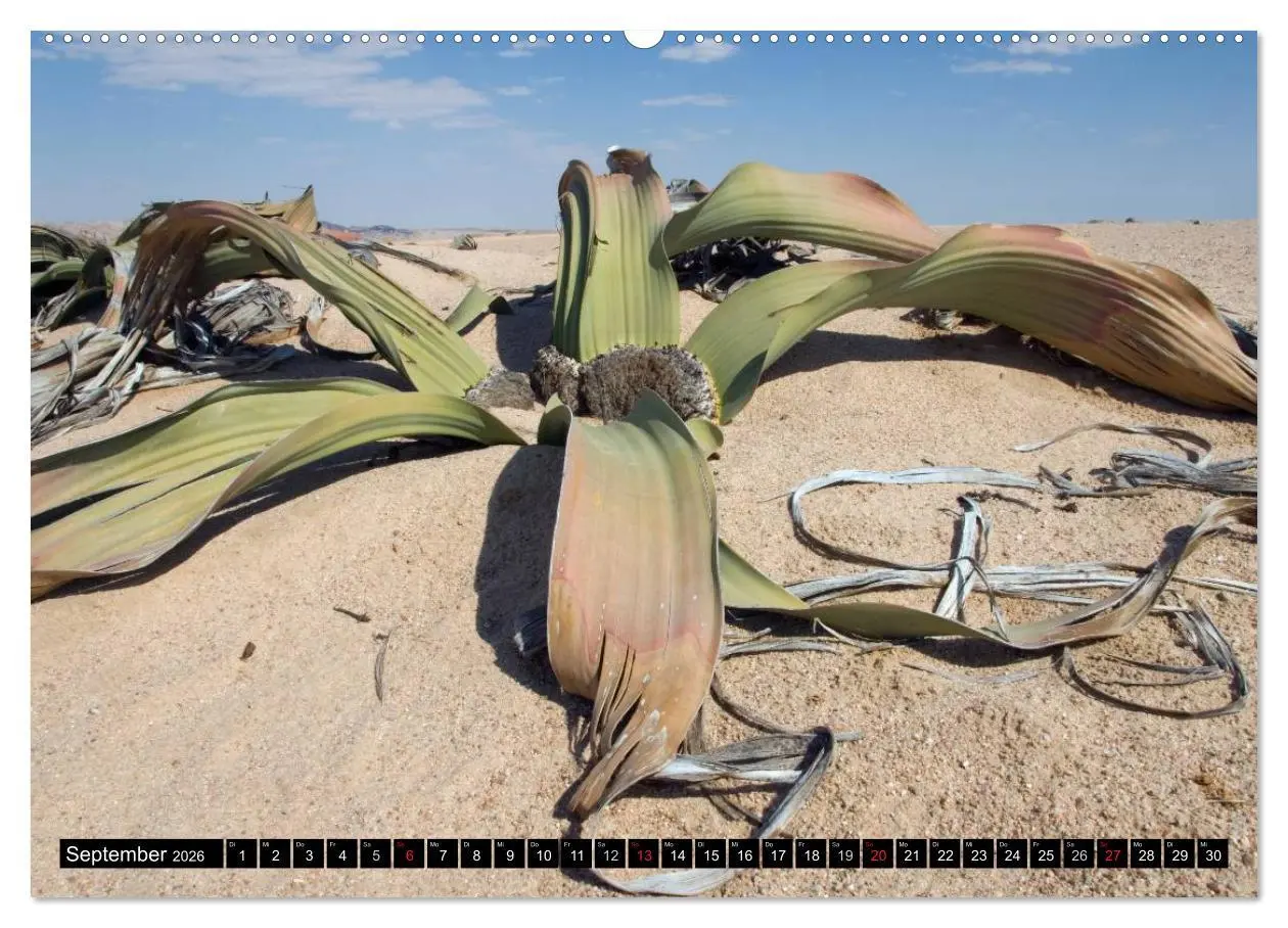Bild: 9783516239843 | Faszination Namibia (Wandkalender 2026 DIN A2 quer), CALVENDO...