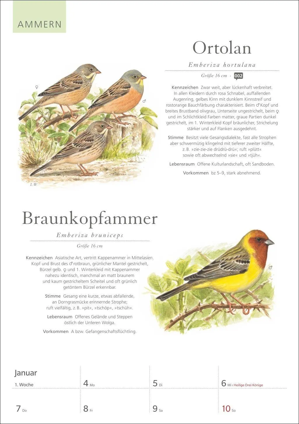 Bild: 9783840039843 | KOSMOS Was fliegt denn da? Wochenplaner 2027 - Der Kalender zum...