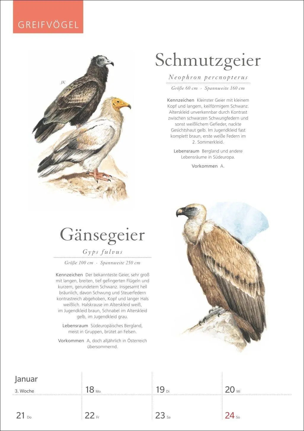 Bild: 9783840039843 | KOSMOS Was fliegt denn da? Wochenplaner 2027 - Der Kalender zum...