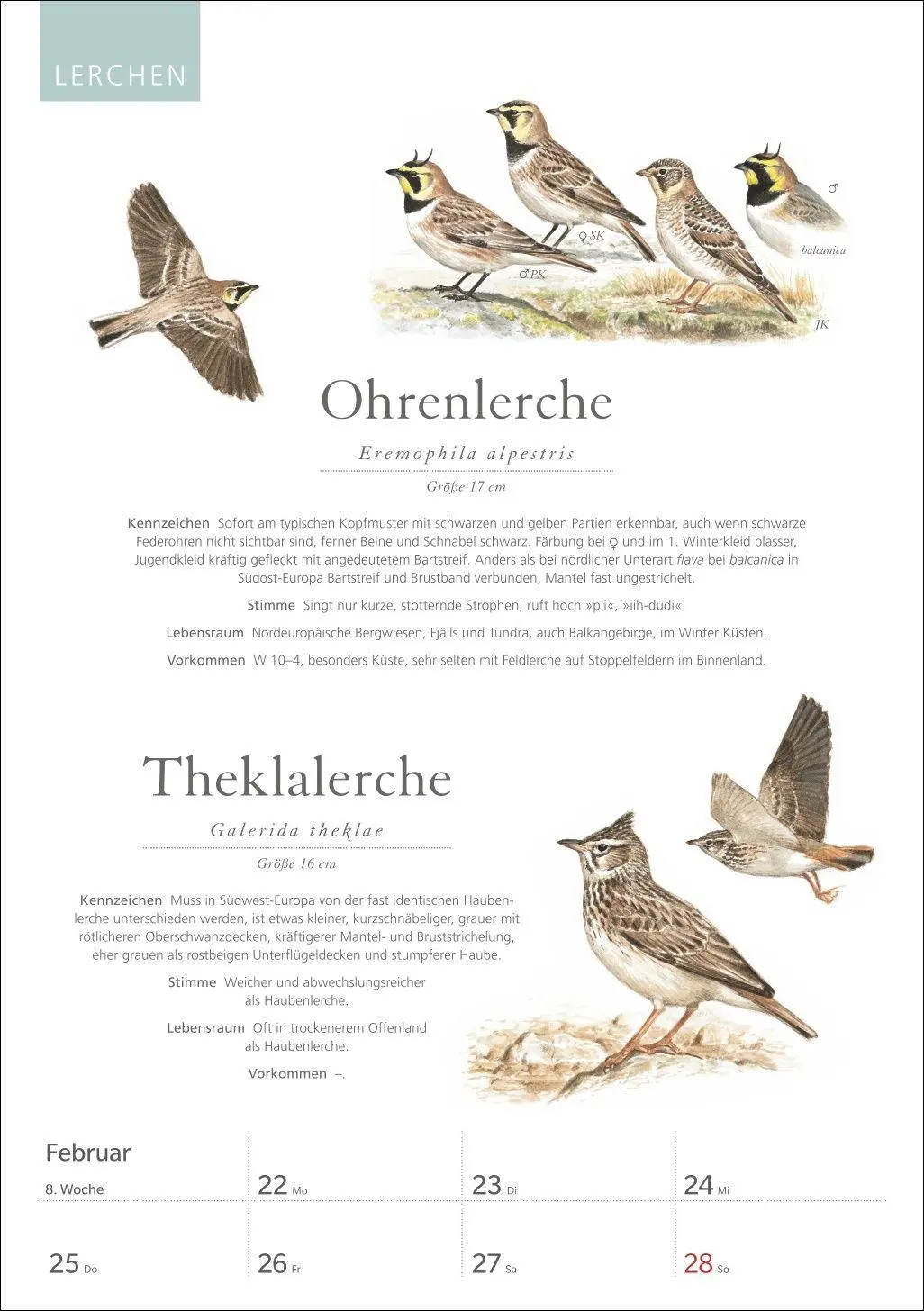 Bild: 9783840039843 | KOSMOS Was fliegt denn da? Wochenplaner 2027 - Der Kalender zum...