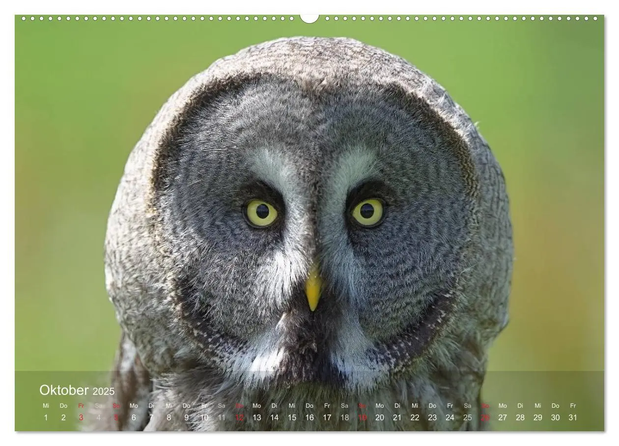 Bild: 9783435690244 | Eulen-Kalender (hochwertiger Premium Wandkalender 2025 DIN A2...
