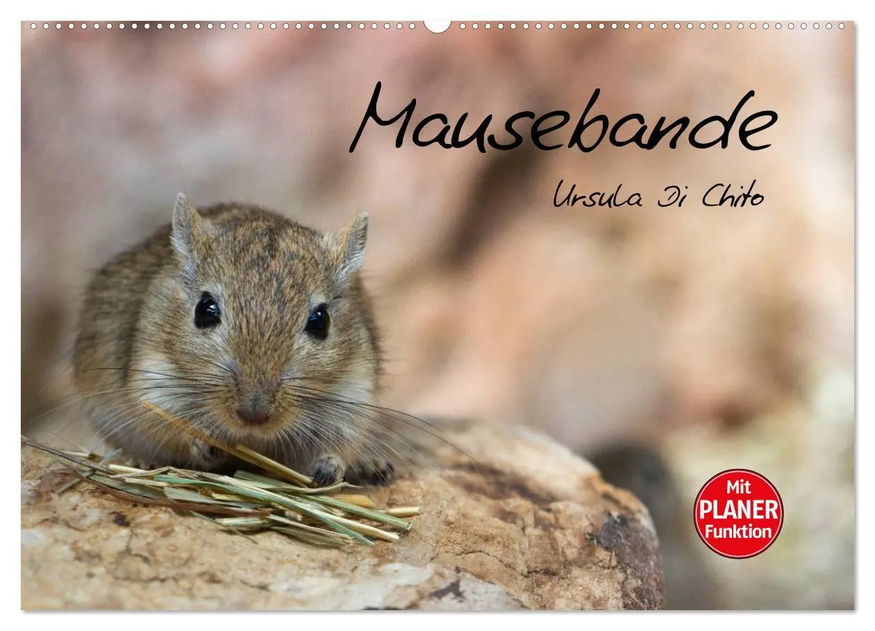 Cover: 9783516010244 | Mausebande (Wandkalender 2026 DIN A2 quer), CALVENDO Monatskalender