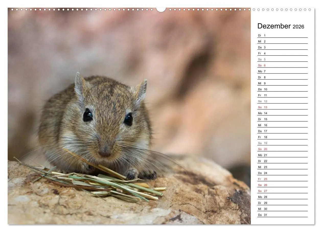Bild: 9783516010244 | Mausebande (Wandkalender 2026 DIN A2 quer), CALVENDO Monatskalender